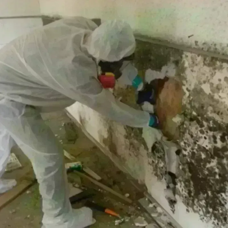 Mold Remediation and Removal in Goldthwaite, TX